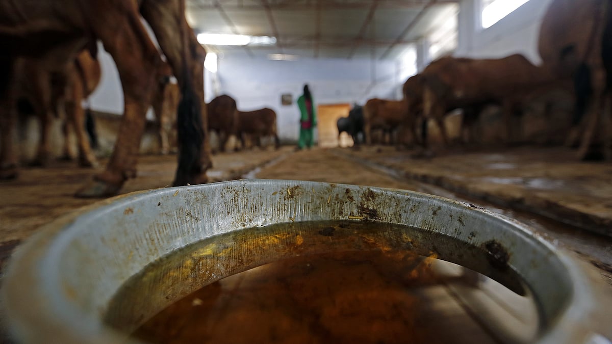 Yogi  plans to brand and sell ‘cow-urine’ and ‘cow-dung’ to generate employment 