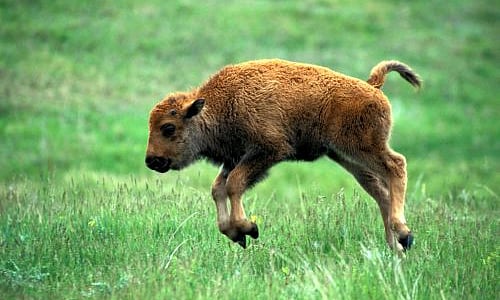 Bizarre! A ‘mundan’ ceremony for a buffalo calf in Uttar Pradesh  