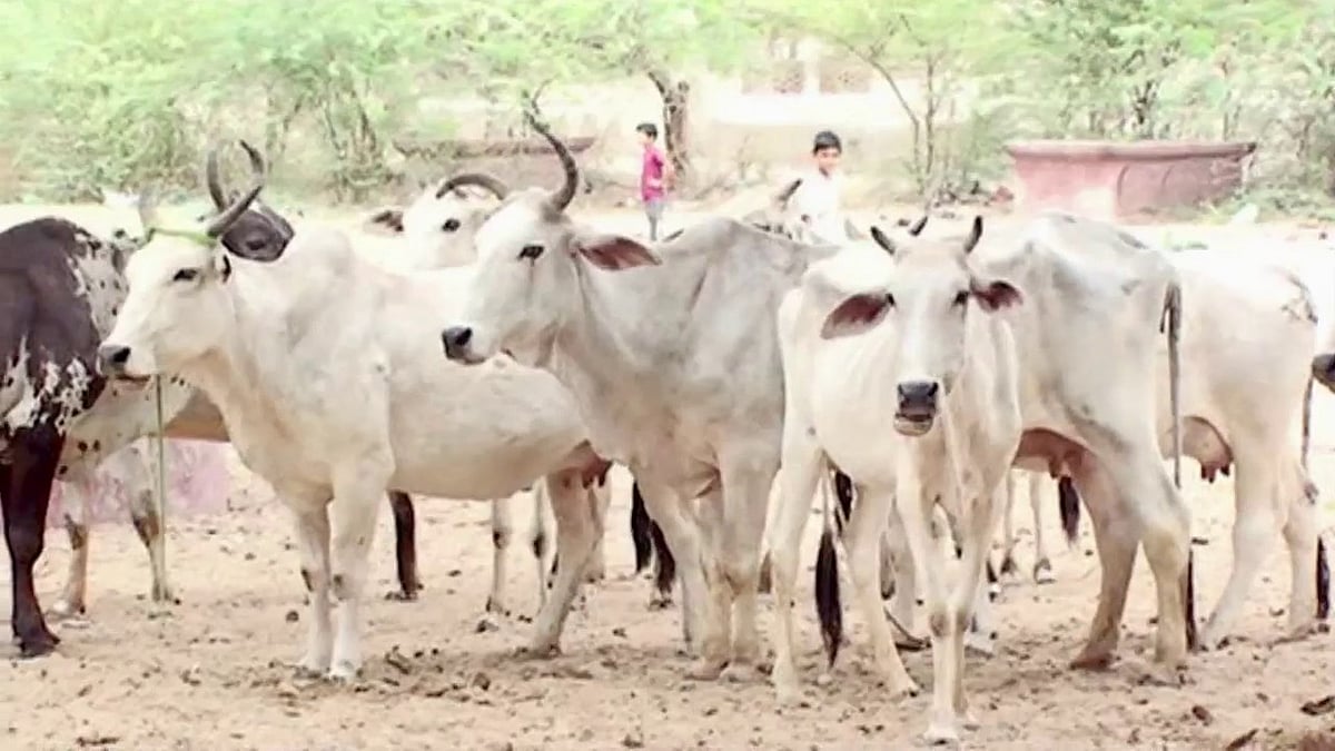 Rajasthan acts to provide succour to birds and animals suffering in wake of Covid-19