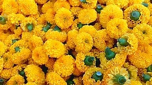 Lockdown impact: Farmers destroy millions of flowers for lack of demand