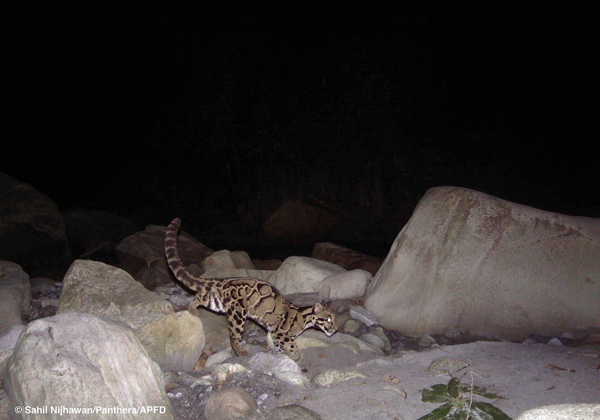 Clouded leopard in Dibang Valley