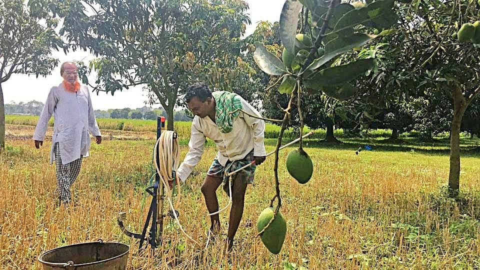 Mango growers to incur unprecedented losses  
