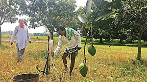 Mango growers to incur unprecedented losses