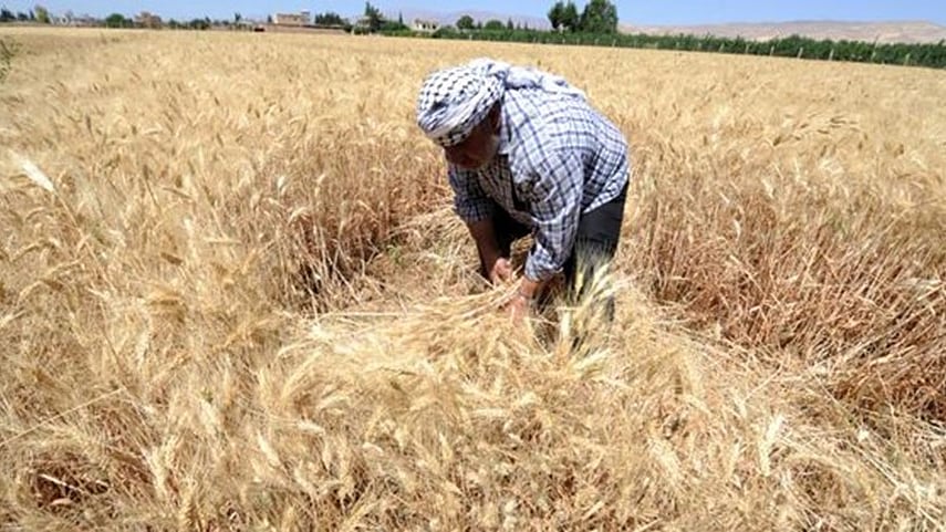 Unseasonal rains: IMD asks farmers of Punjab, Haryana & MP to postpone harvesting