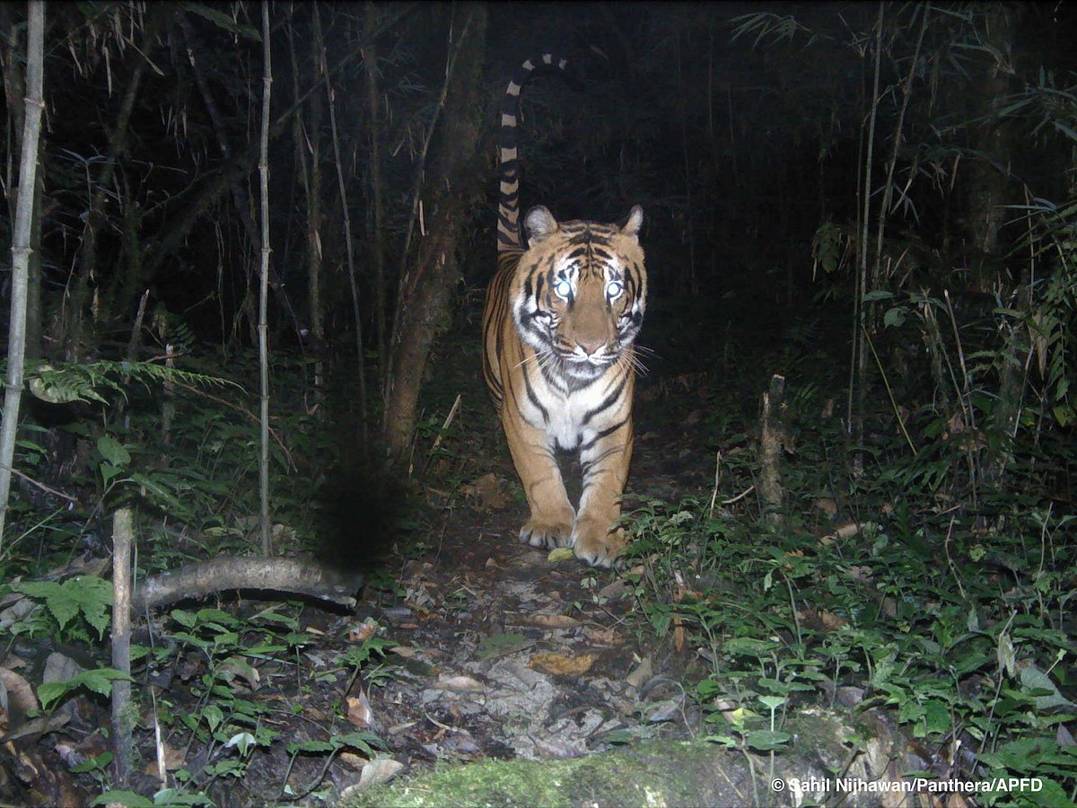 SC panel asks Centre to amend, withdraw guidelines allowing tiger safaris, zoos in wildlife habitats