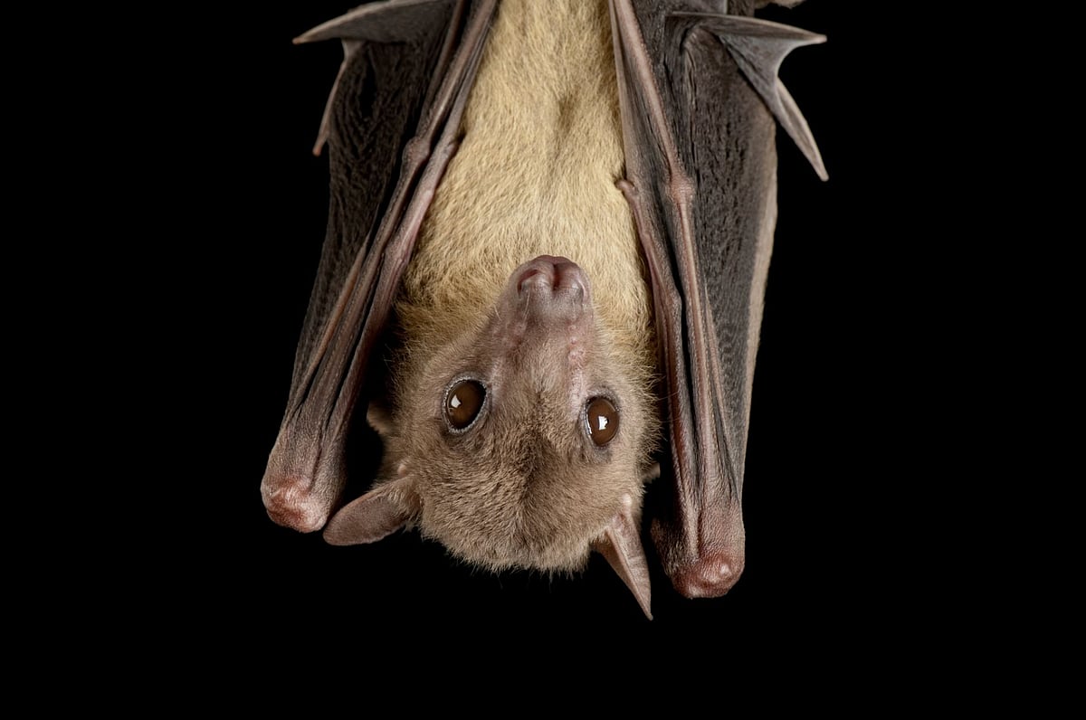Bat coronavirus found in two Indian bat species: study