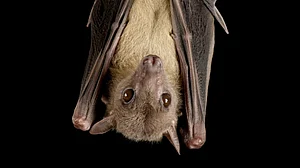 Bat coronavirus found in two Indian bat species: study