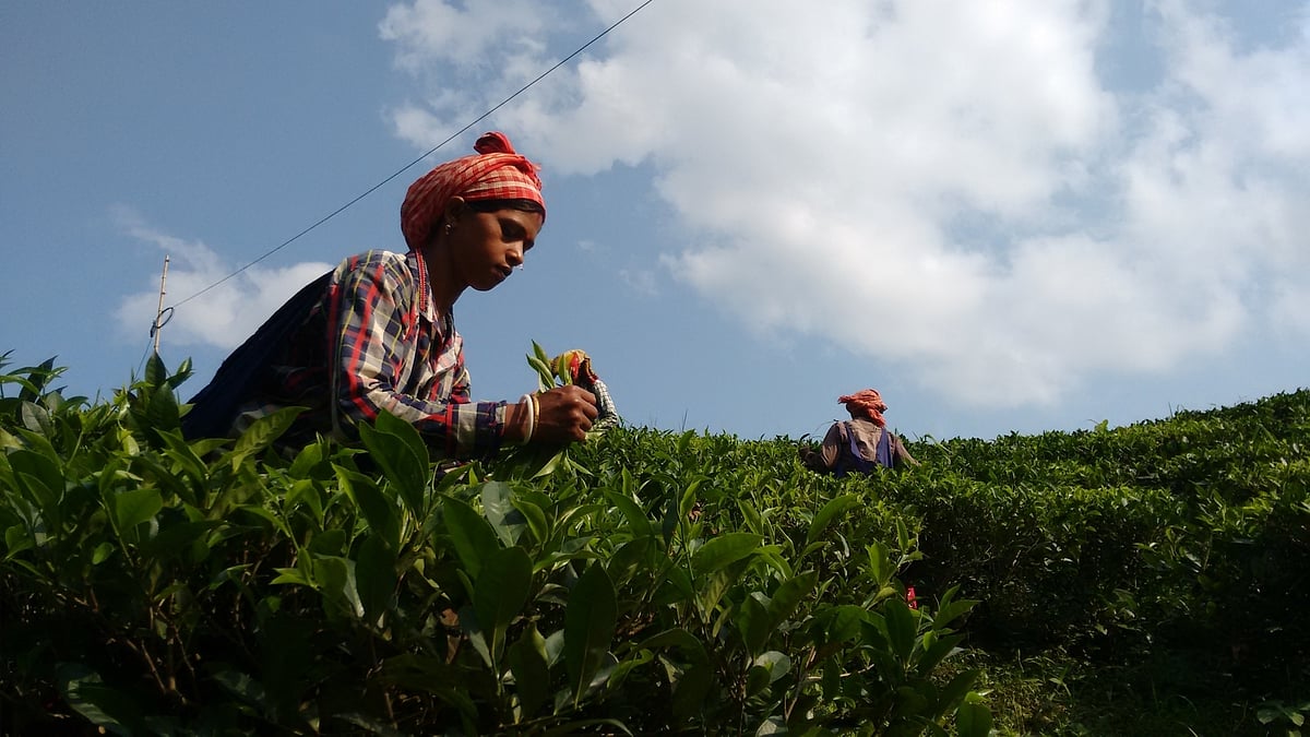Drinking green tea may help treat food allergies