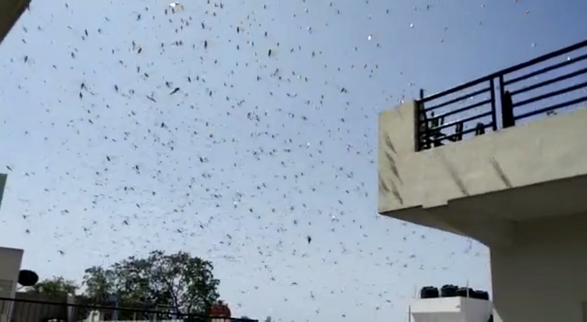 For the first time drones and planes to fight locust menace in Rajasthan