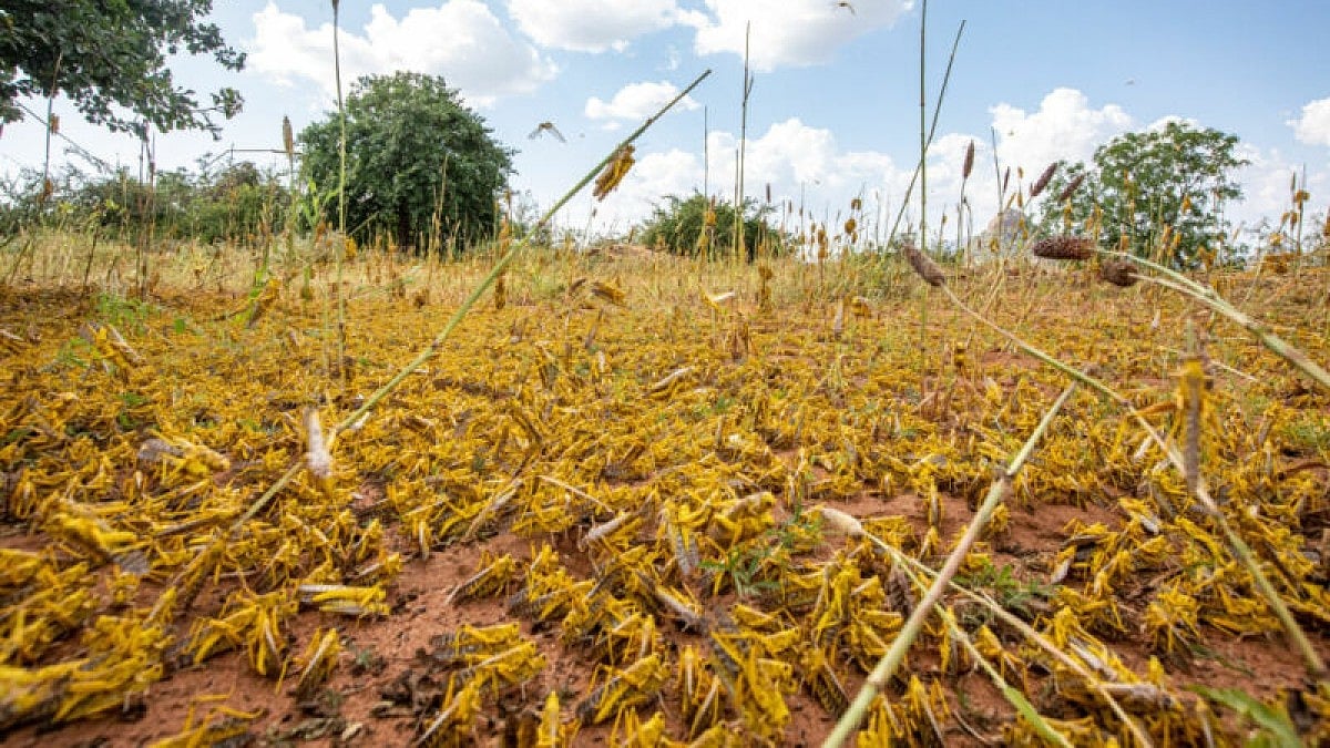 Now locusts attack crops in western Madhya Pradesh, agriculture centres alerted