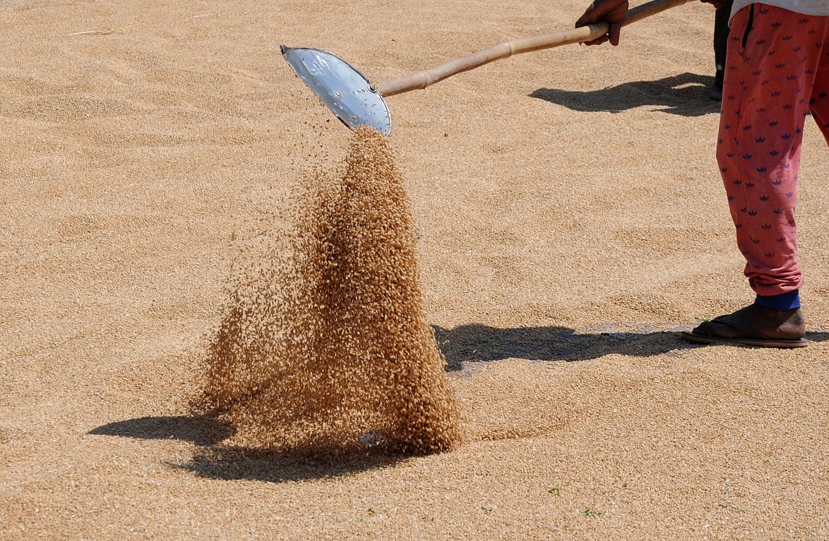 Markfed in Ludhiana clears 95% payments to farmers in ongoing Rabi season