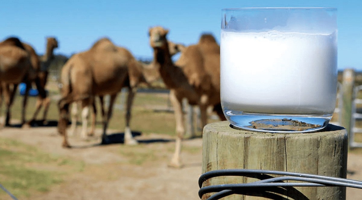 The unique composition of camel milk: A food with medicinal properties