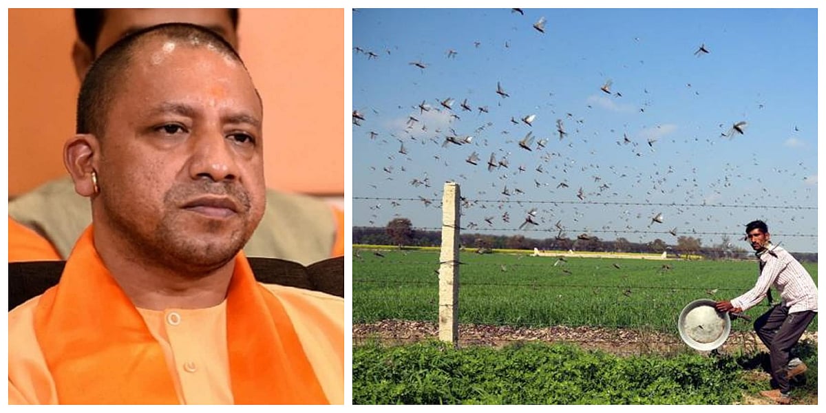 Now, UP CM Yogi Adityanath says beat ‘thalis’ to drive away locusts