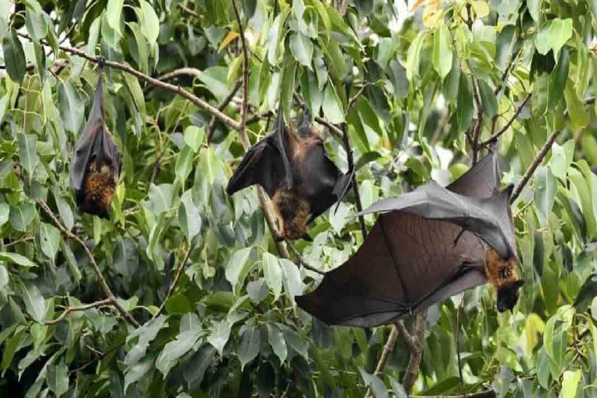 Bats died in UP due to brain stroke: IVRI report