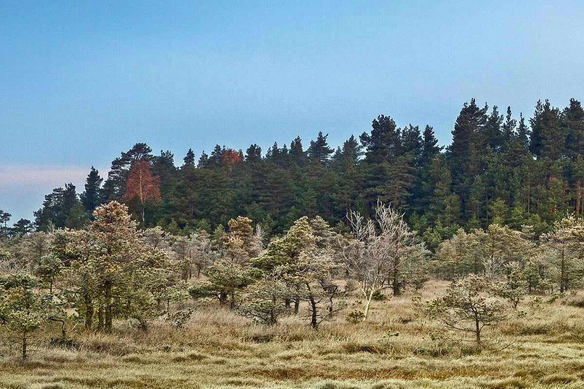 Global climate change leading to shorter, younger trees: Study
