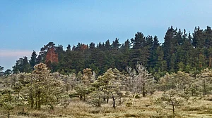 Global climate change leading to shorter, younger trees: Study
