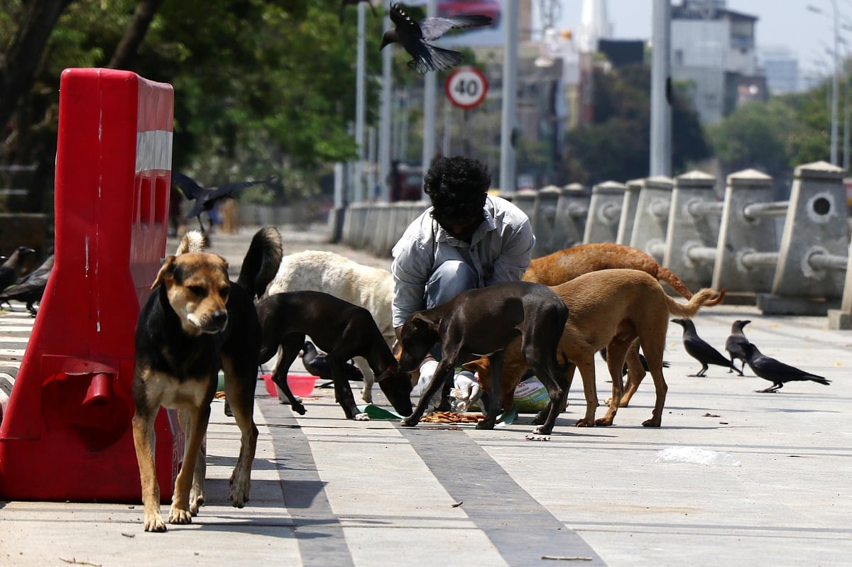 Feeding stray dogs becomes contentious issue for residents  in Noida; pregnant Russian woman attacked 