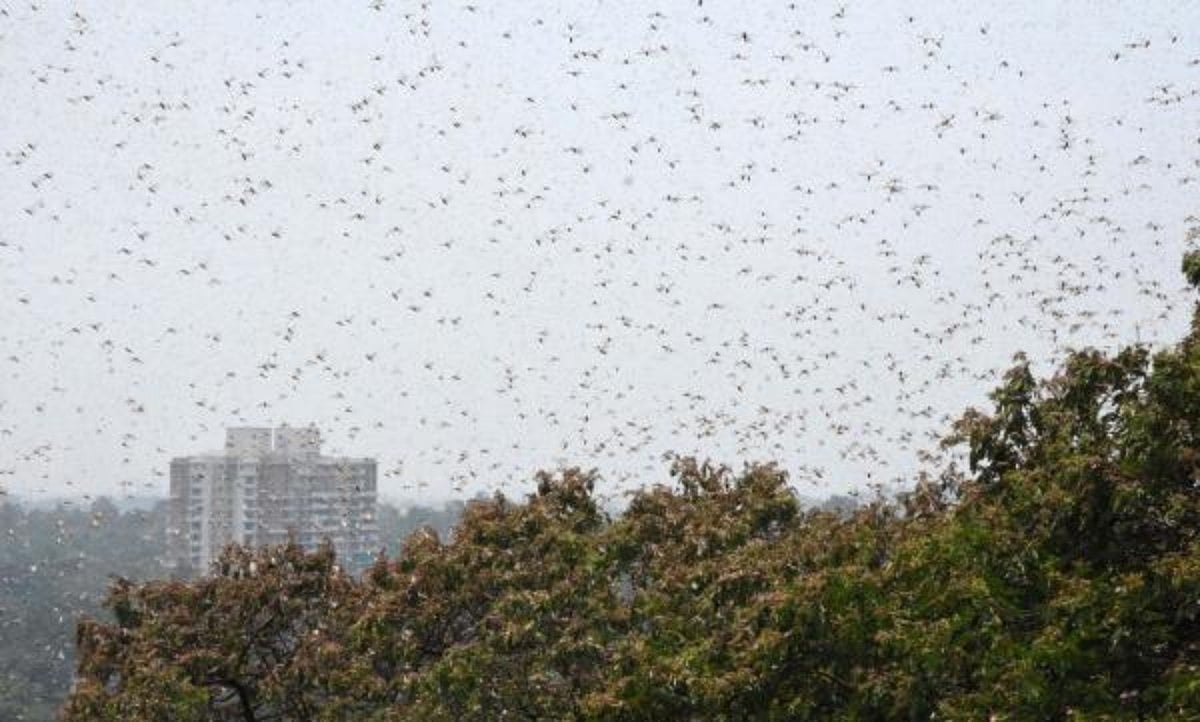 Locusts attack in Gurugram: Swarms of them seen in several parts of the city