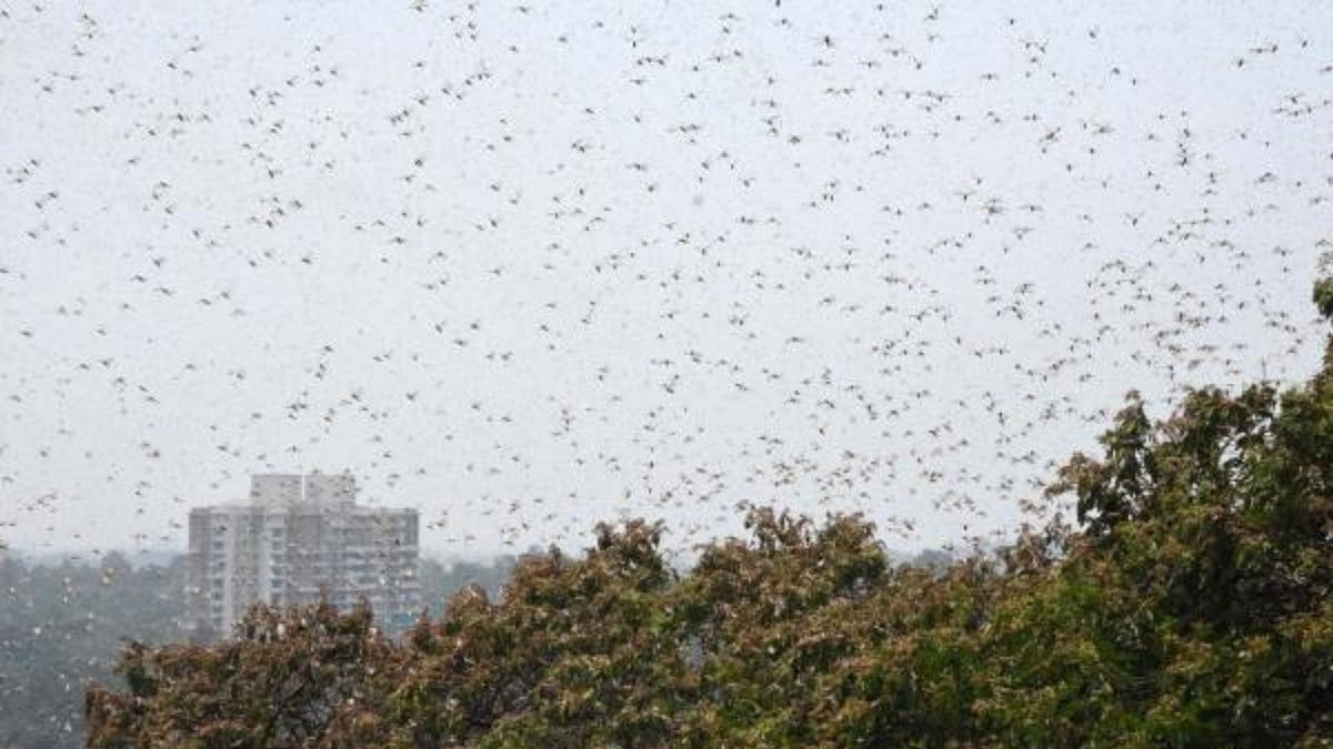Swarms of locusts were reported in several parts of Gurugram district on Saturday