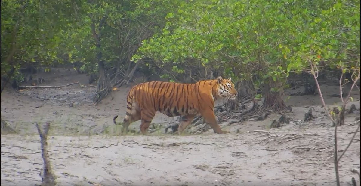 Documentary film: Salute Sundarbans as the ‘superhero’, the protector of the city of Kolkata