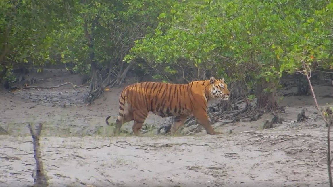 Screenshot from the video (Video courtesy: Ashwika Kapur)