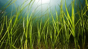 Seagrass meadows can help communities hit hard by pandemic: UN