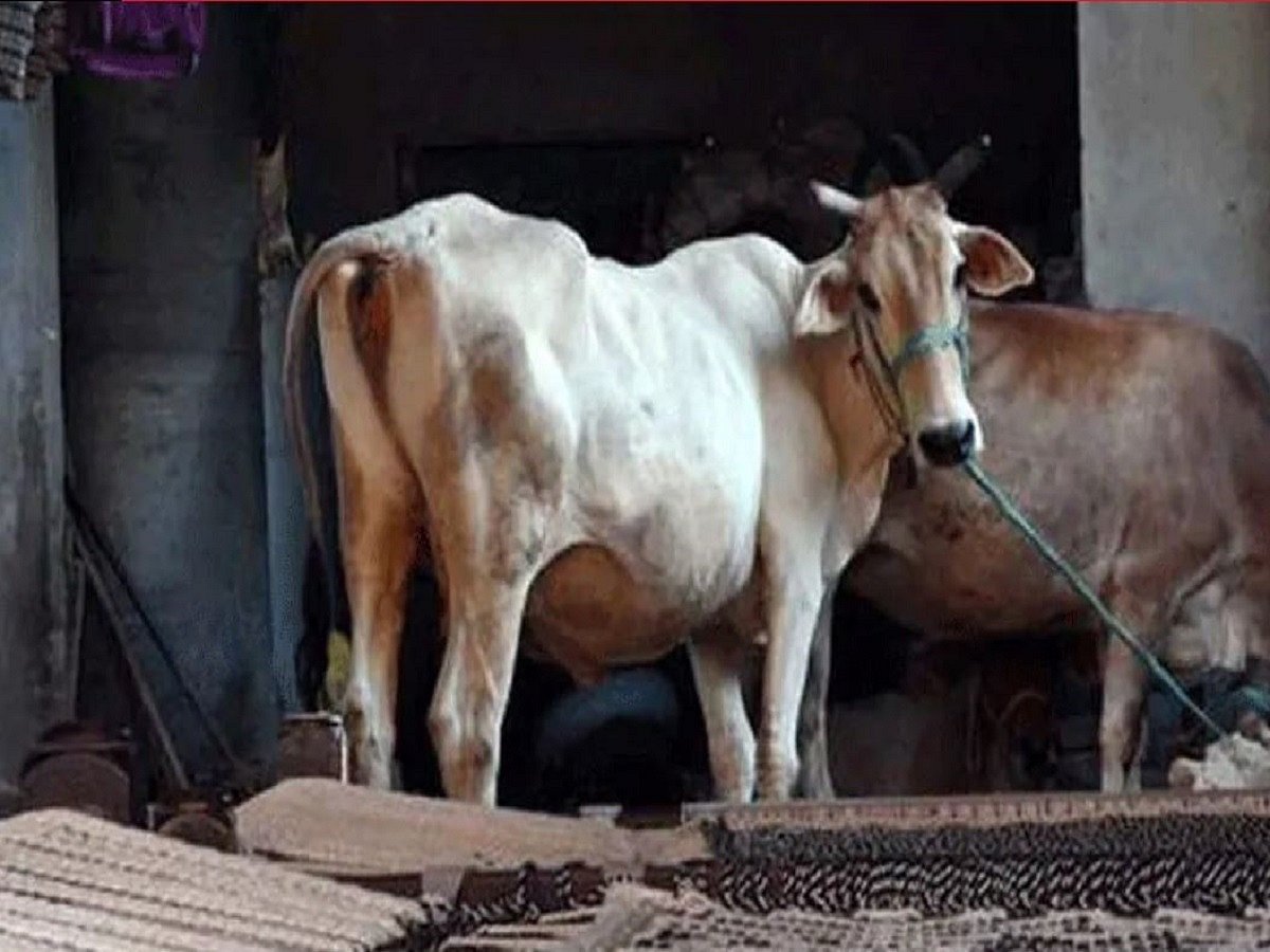 Madhya Pradesh: Cow injured after being fed ‘explosive-mixed’ food