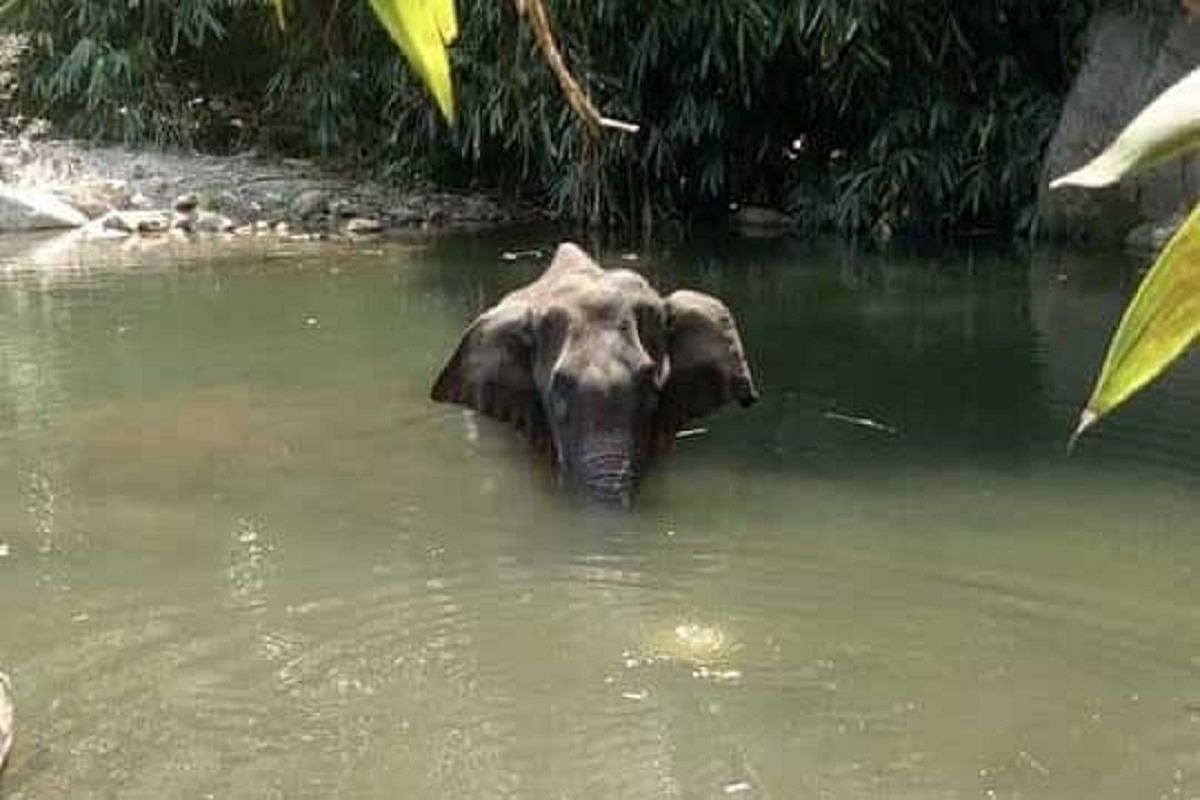 Pregnant elephant killing case: Opposition slams BJP leader Maneka Gandhi for turning it into communal issue