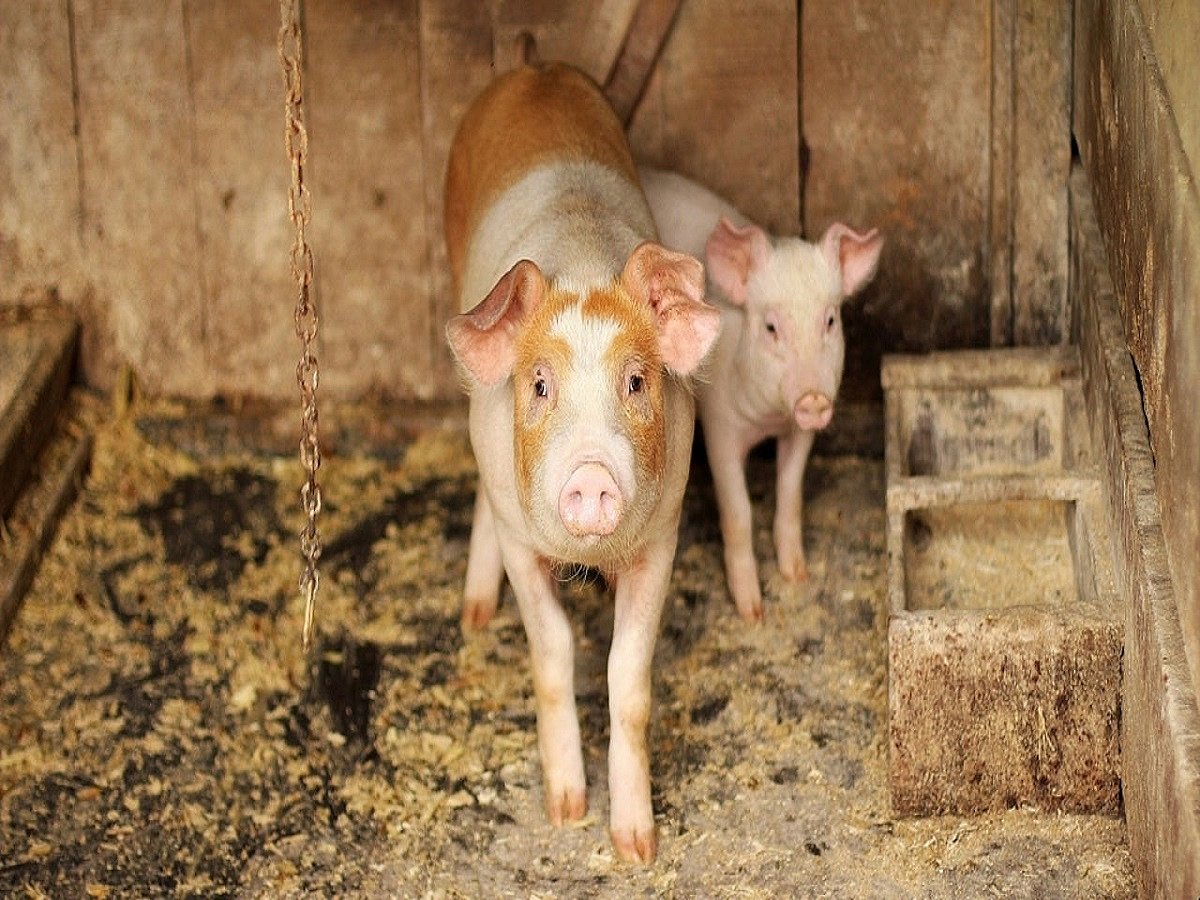 New swine flu virus strain with “pandemic potential” identified in China