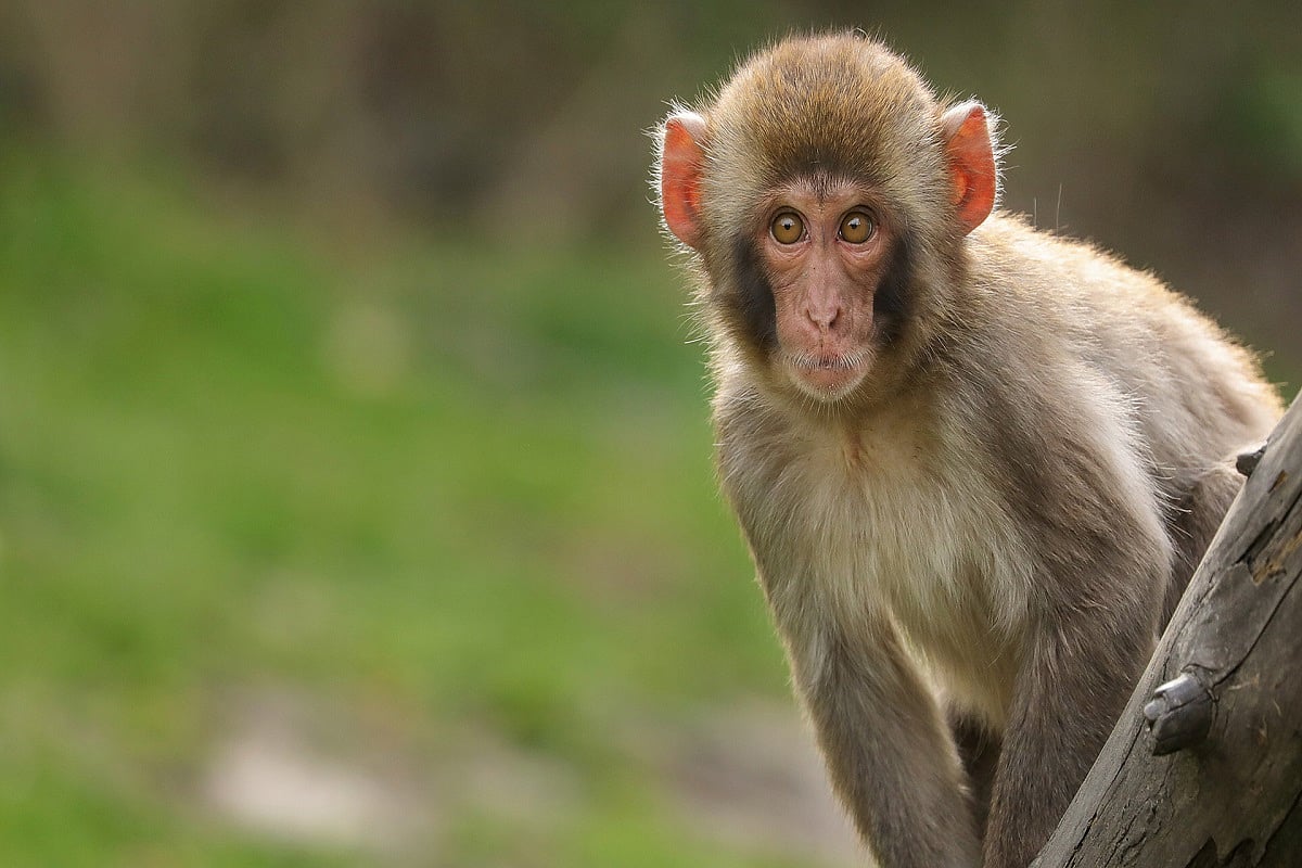 This monkey will serve life term in captivity