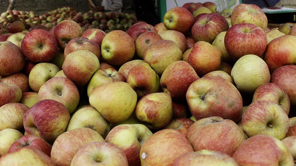 This UP man grows apples in guava land