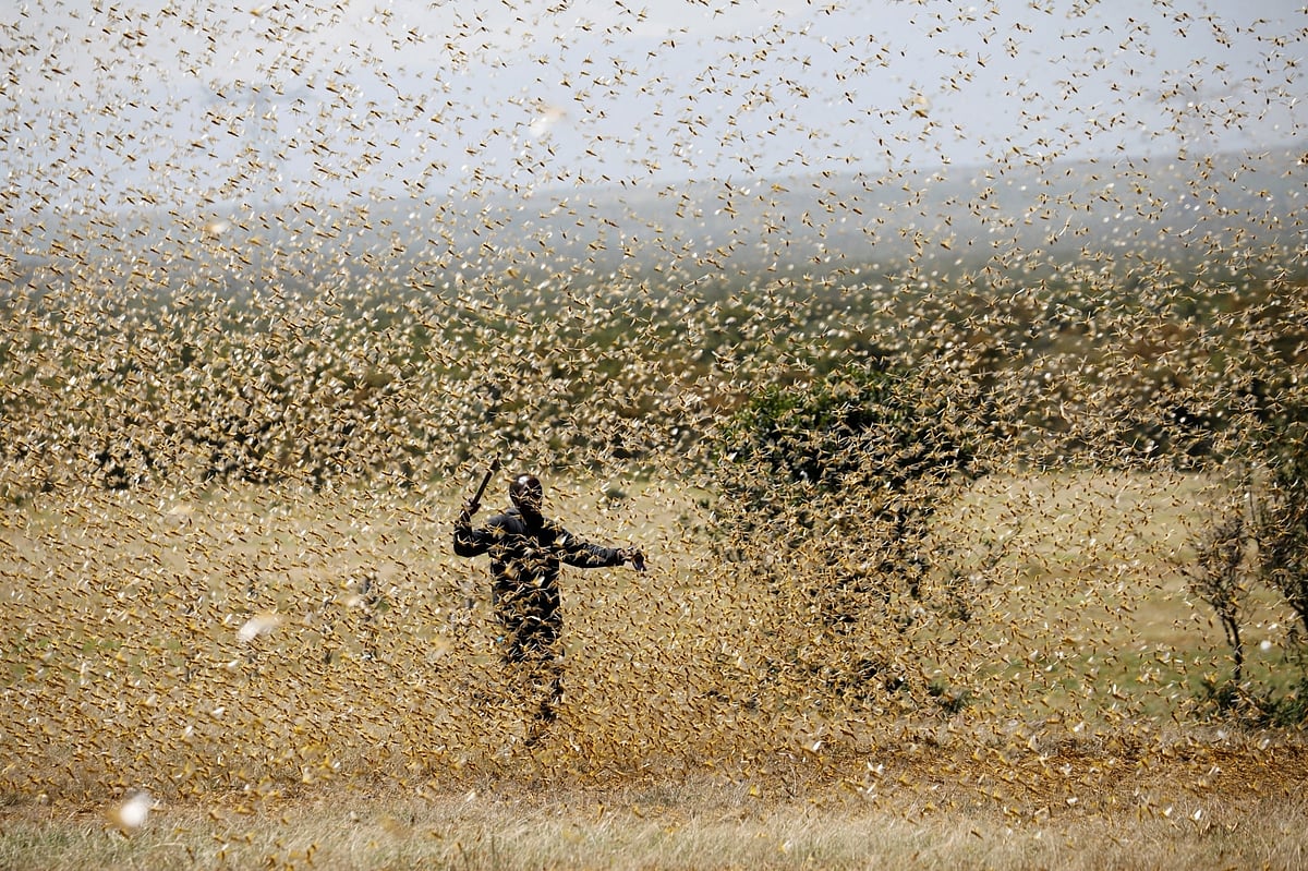 ‘Keep doors, windows closed’, Delhi issues locust advisory