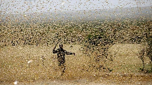 ‘Keep doors, windows closed’, Delhi issues locust advisory