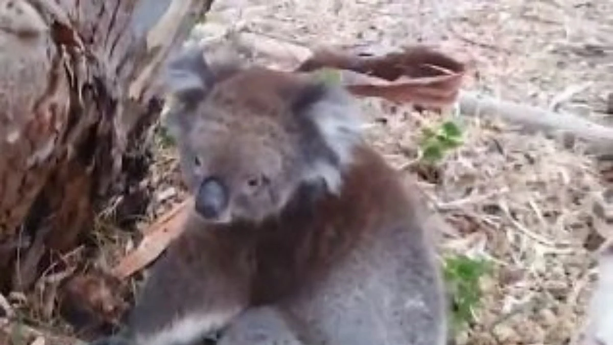 Koalas face extinction in New South Wales before 2050