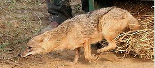 Meat bomb kills jackal, 12 arrested in Tamil Nadu