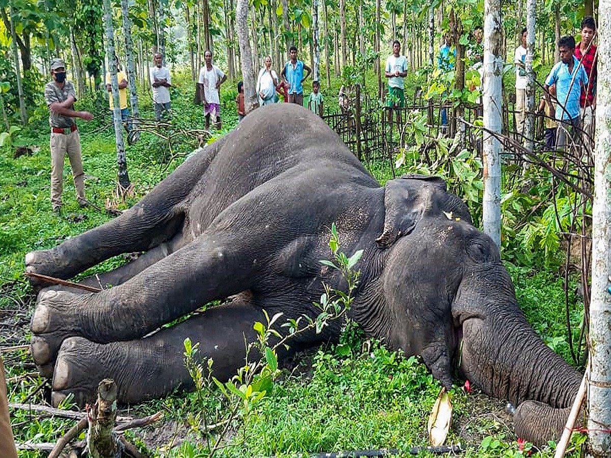 Kerala elephant tragedy: Plea in SC to stop use of snares against wildlife, augmenting forest staff