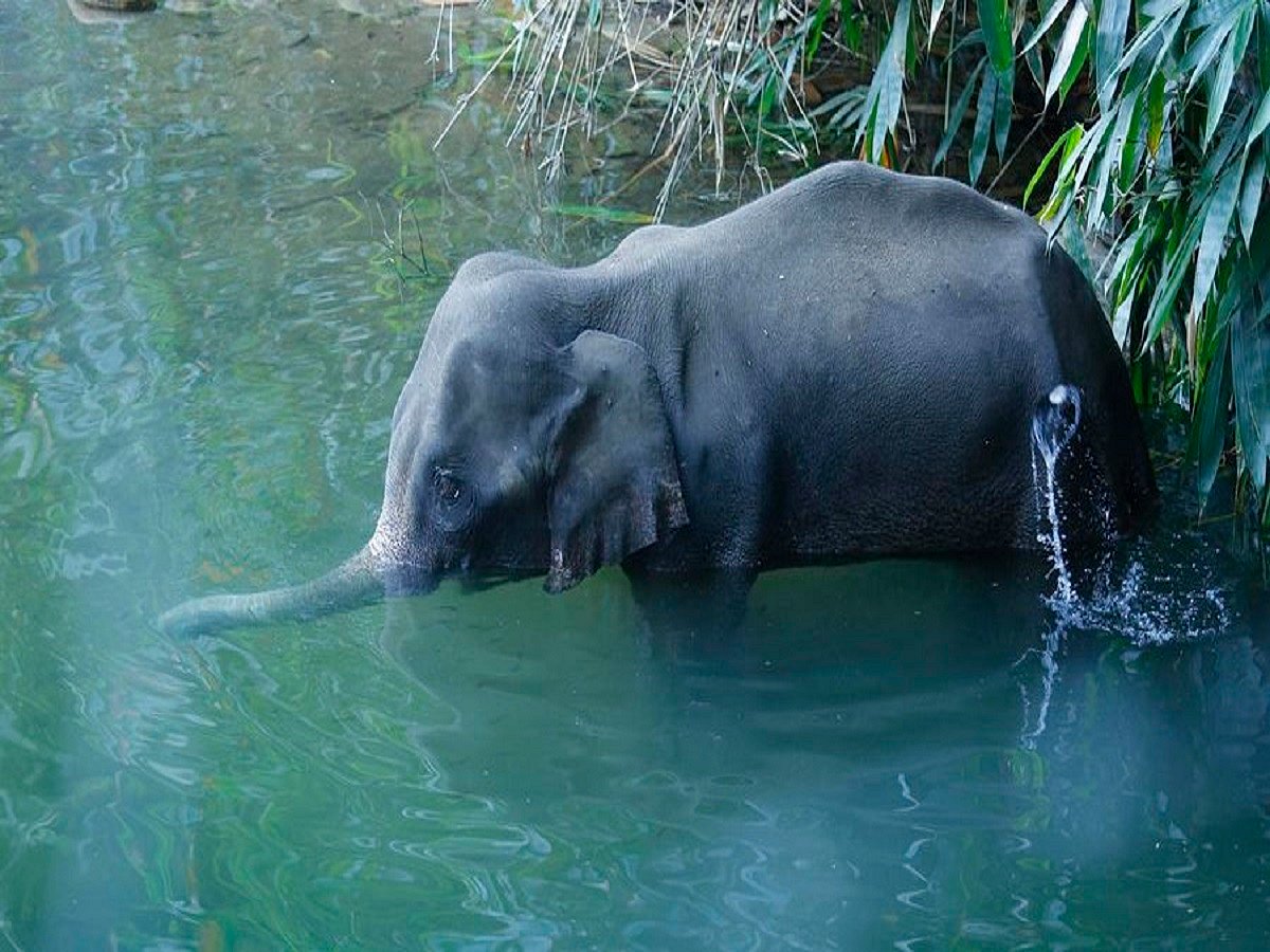 ‘Well calculated and organised killing racket’: PIL in SC seeks CBI or SIT probe into elephant’s death 