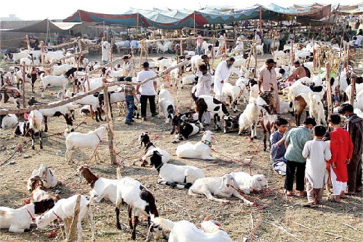 COVID-19: Low-key Bakri Eid to hit cattle rearers, workers
