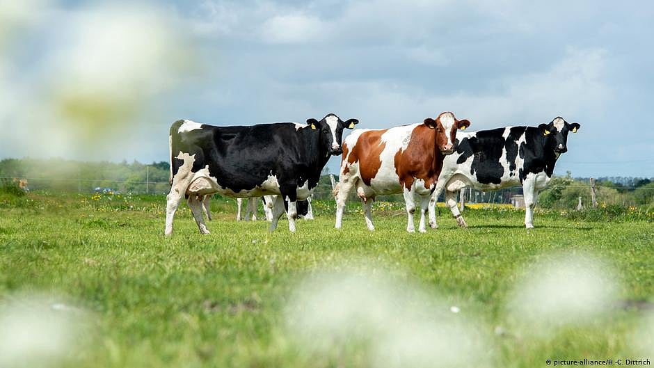Eight cattle die in cow shelter in UP's Ballia, district authorities seek report