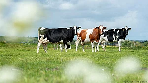 Eight cattle die in cow shelter in UP's Ballia, district authorities seek report