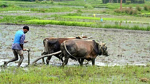 Karnataka allows all to buy, own farmland