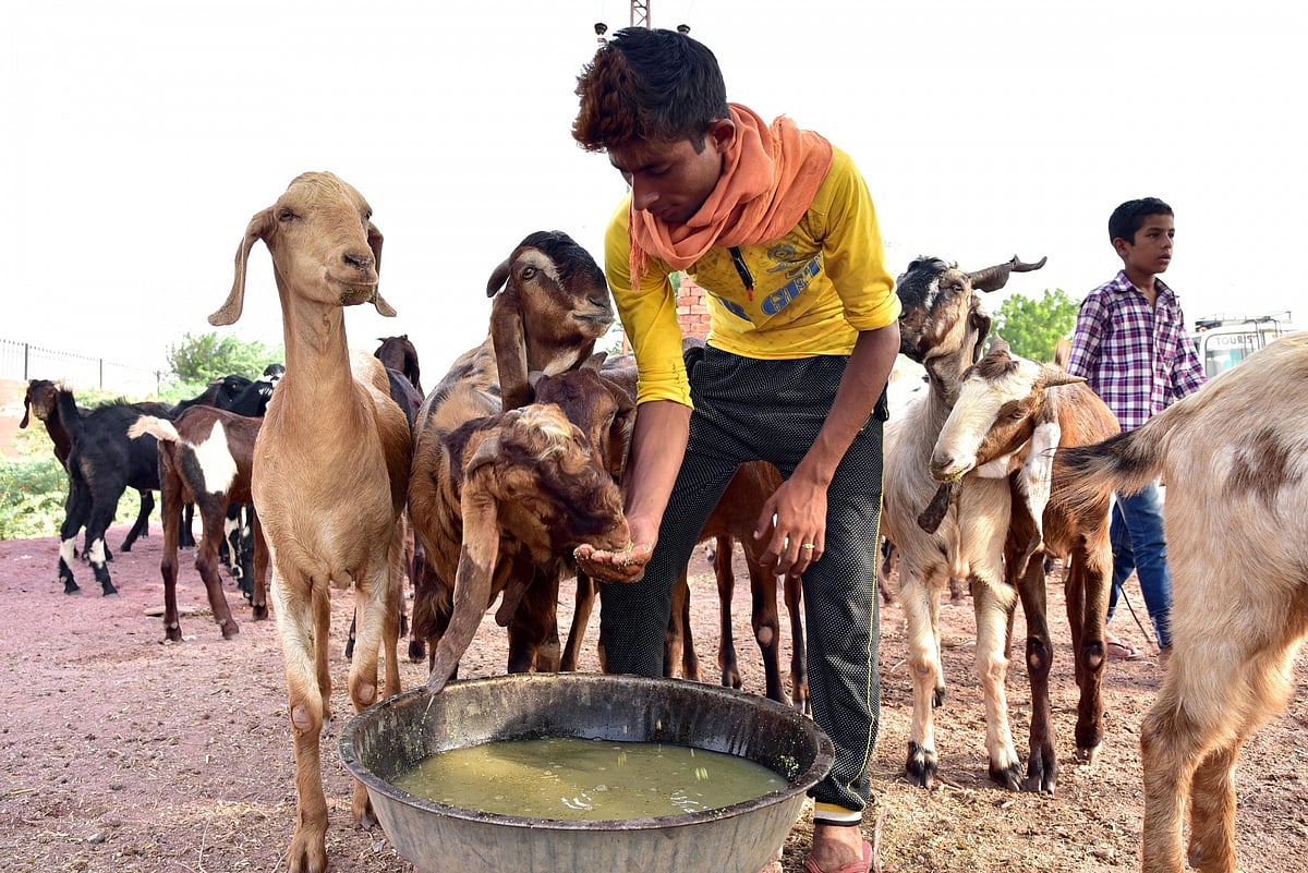 Eid-ul-Adha and misconception about Muslims being meat-eaters propagated by right-wing in India