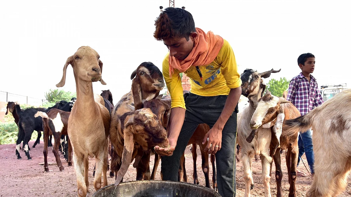 Eid-ul-Adha and misconception about Muslims being meat-eaters propagated by right-wing in India