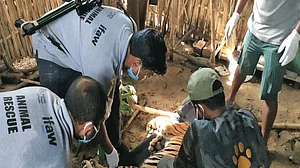 When a big cat decides to spend the night in the kitchen: Rescuing tigers in Kaziranga by WTI