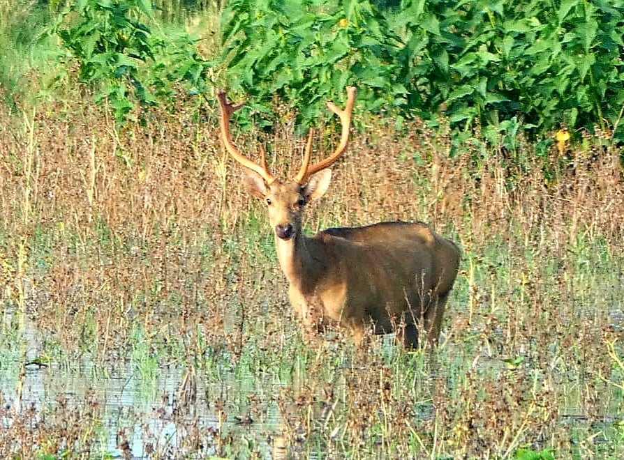 UP’s wild west: Rare sighting of endangered swamp deer