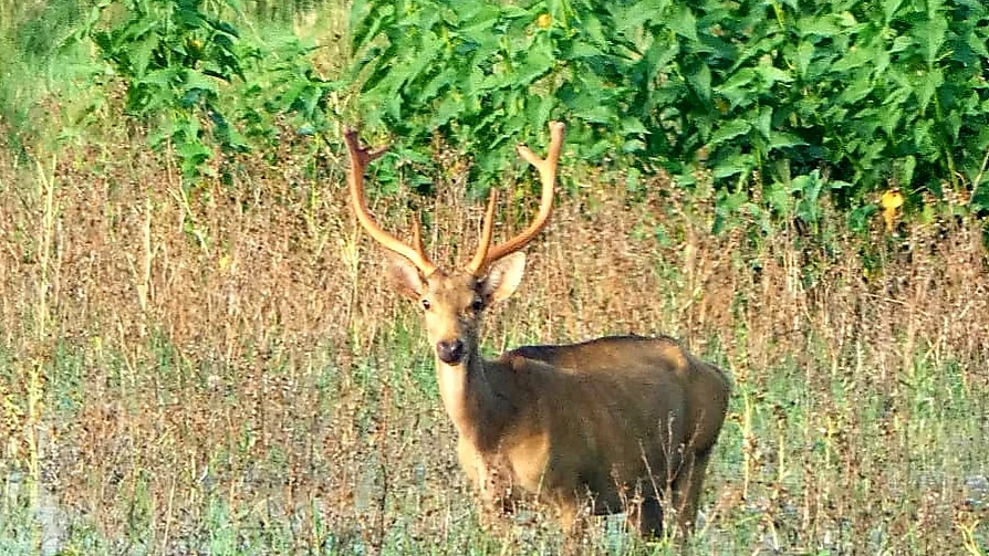 UP’s wild west: Rare sighting of endangered swamp deer