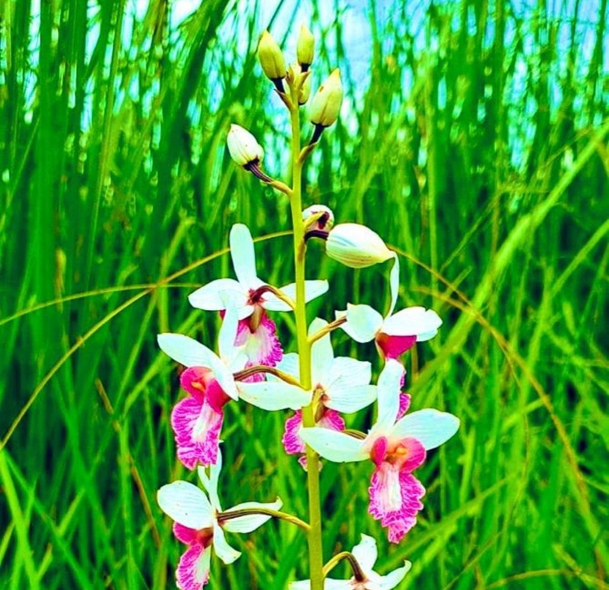 Incredible nature! This rare orchid in Dudhwa found bearing seeds after a century