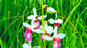 Incredible nature! This rare orchid in Dudhwa found bearing seeds after a century