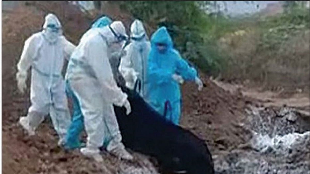  The dead body of a COVID-19 victim being dumped into a pit