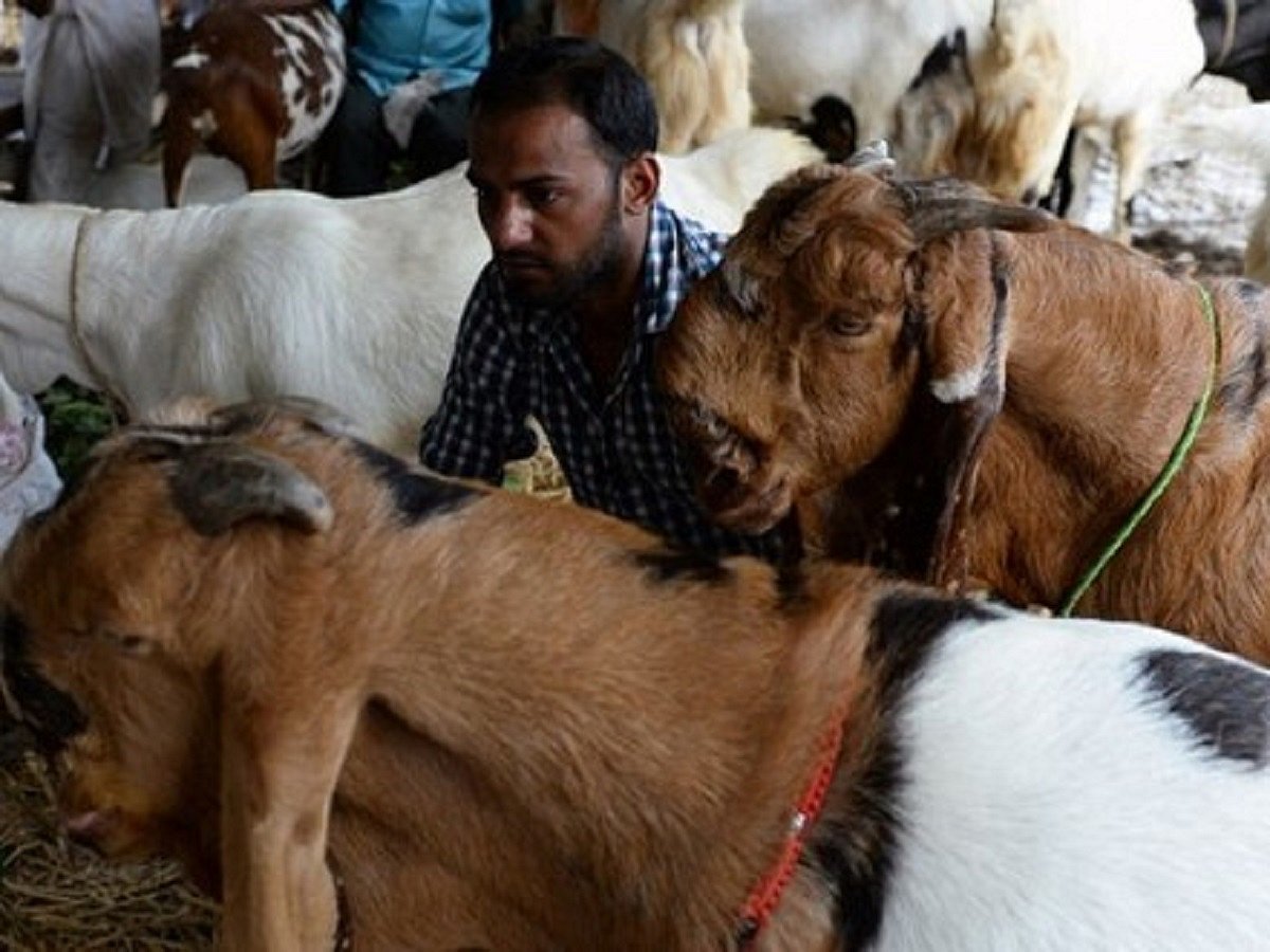 No buyers, huge losses: COVID-19 turns Eid insipid for goat sellers  